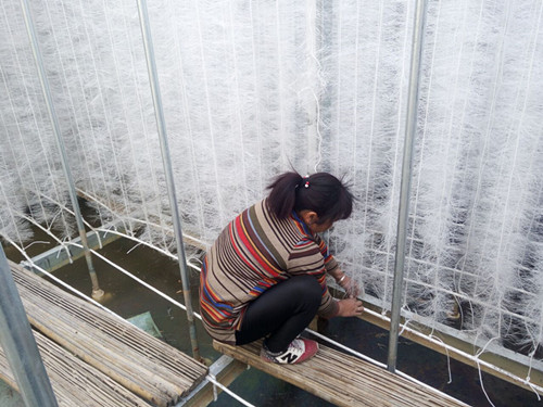 늳؏Sܛ�����ϰ��bʩ���F(xi��n)��(ch��ng)